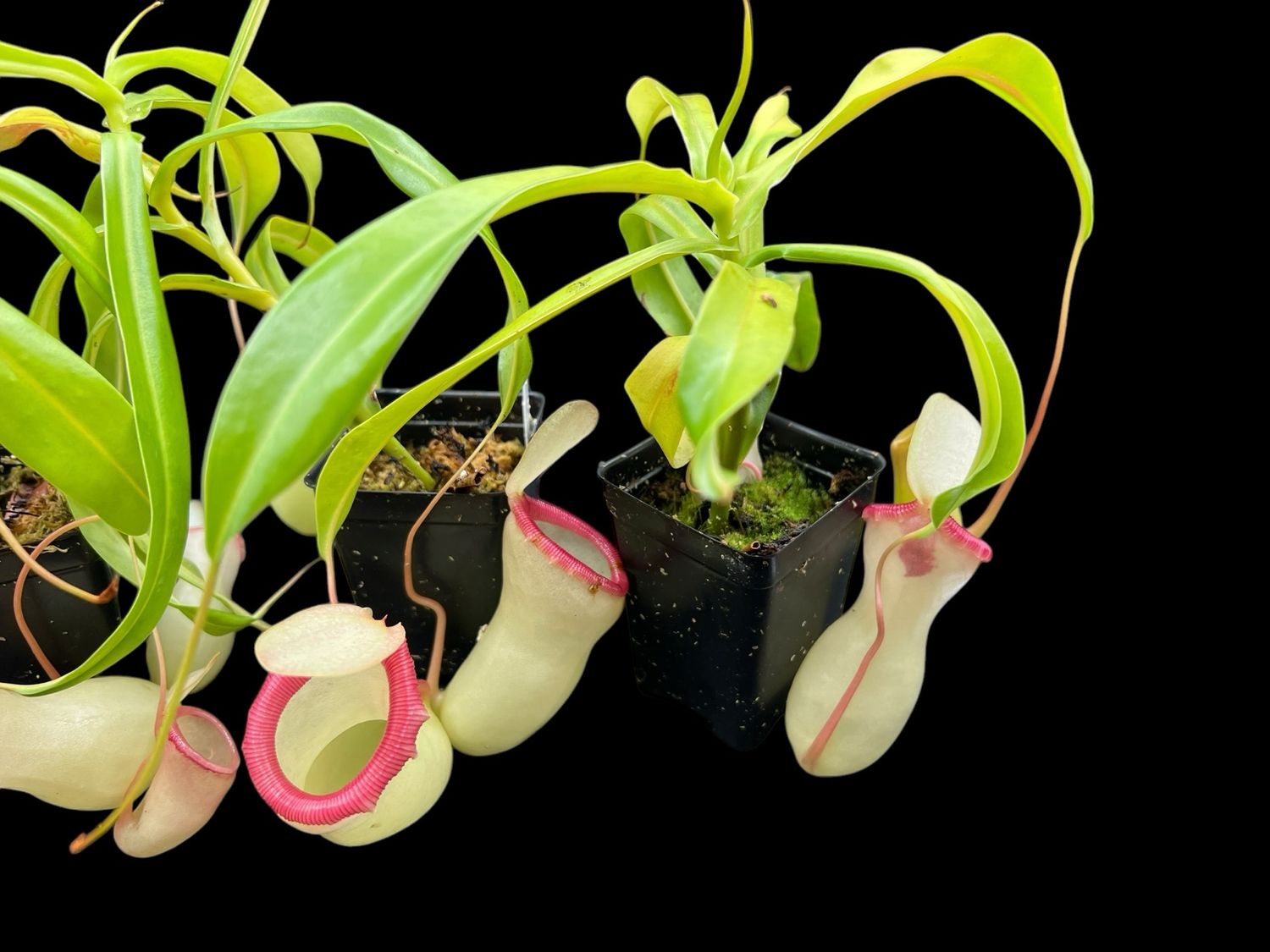Nepenthes ventricosa polis pass ポリスパス Nepenthes ventricosa polis pass ポリスパス Nepenthes ventricosa