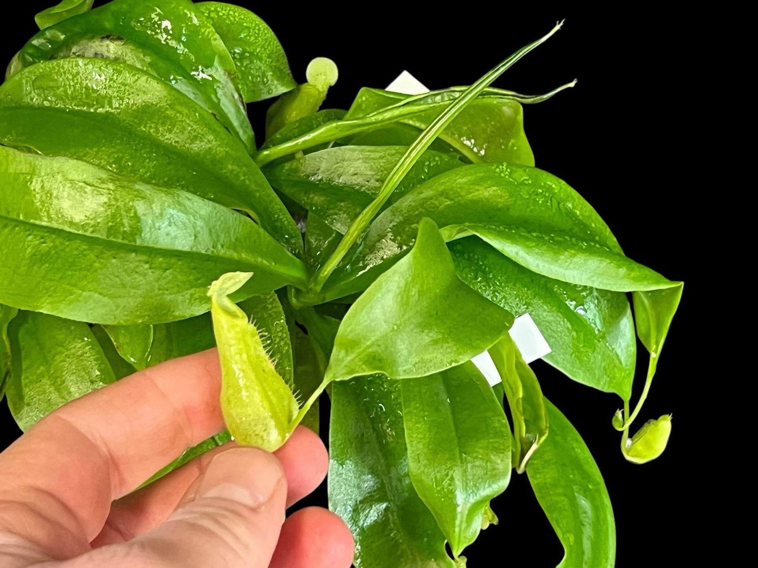 Nepenthes mirabilis Winged Green x northiana - (Medium)