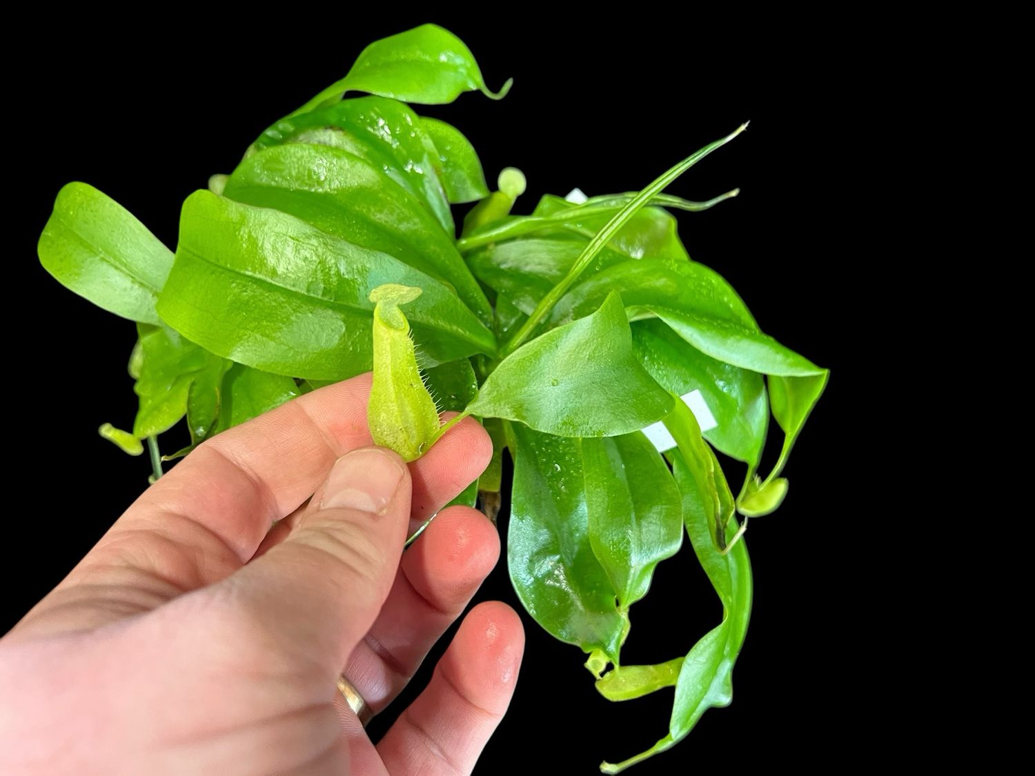 Nepenthes mirabilis Winged Green x northiana - Near White Pitchers! (Small)
