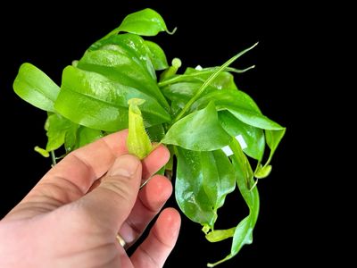  Nepenthes mirabilis Winged Green x northiana - Near White Pitchers! (Small)