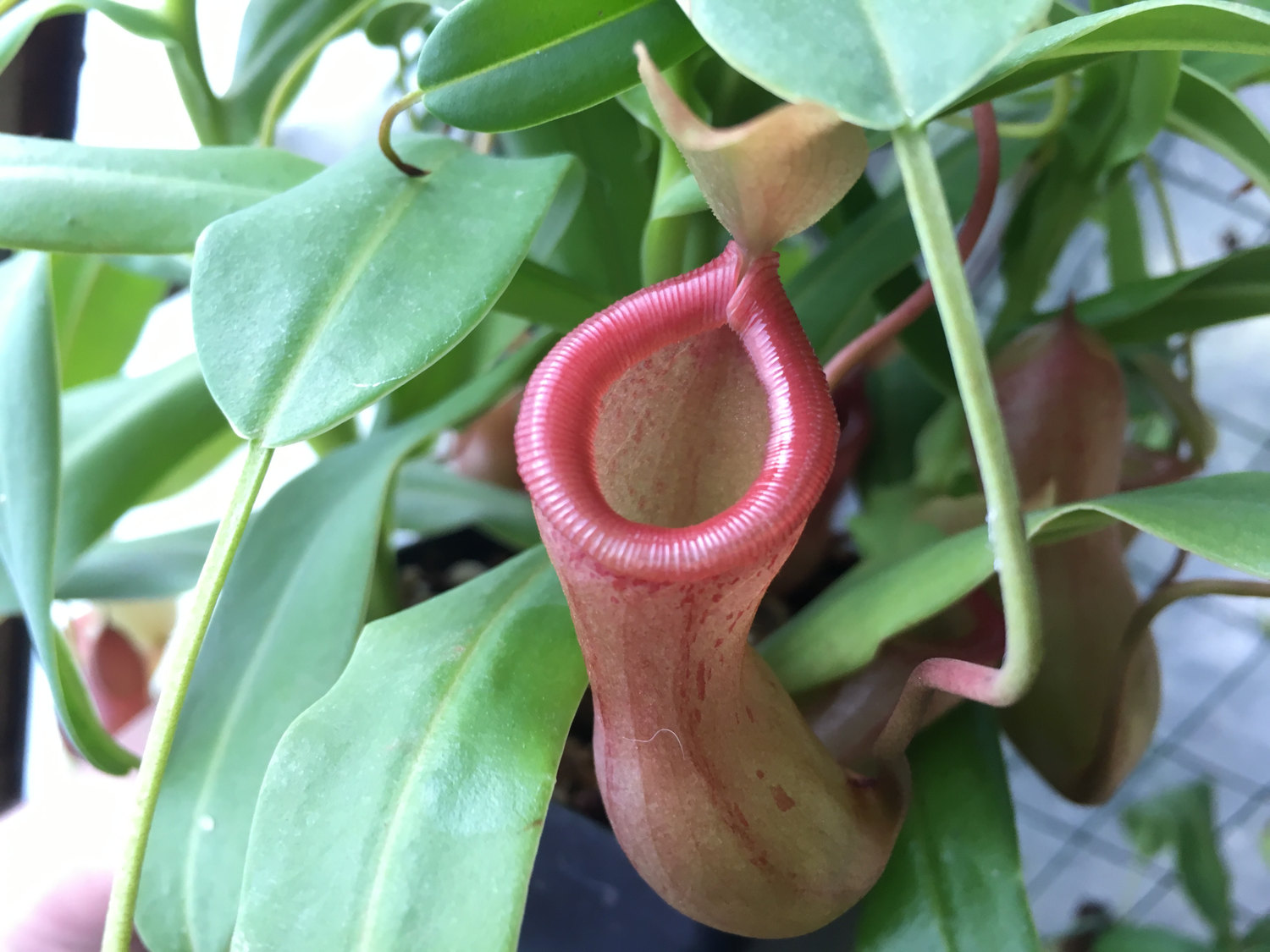 Nepenthes ventricosa (Large)