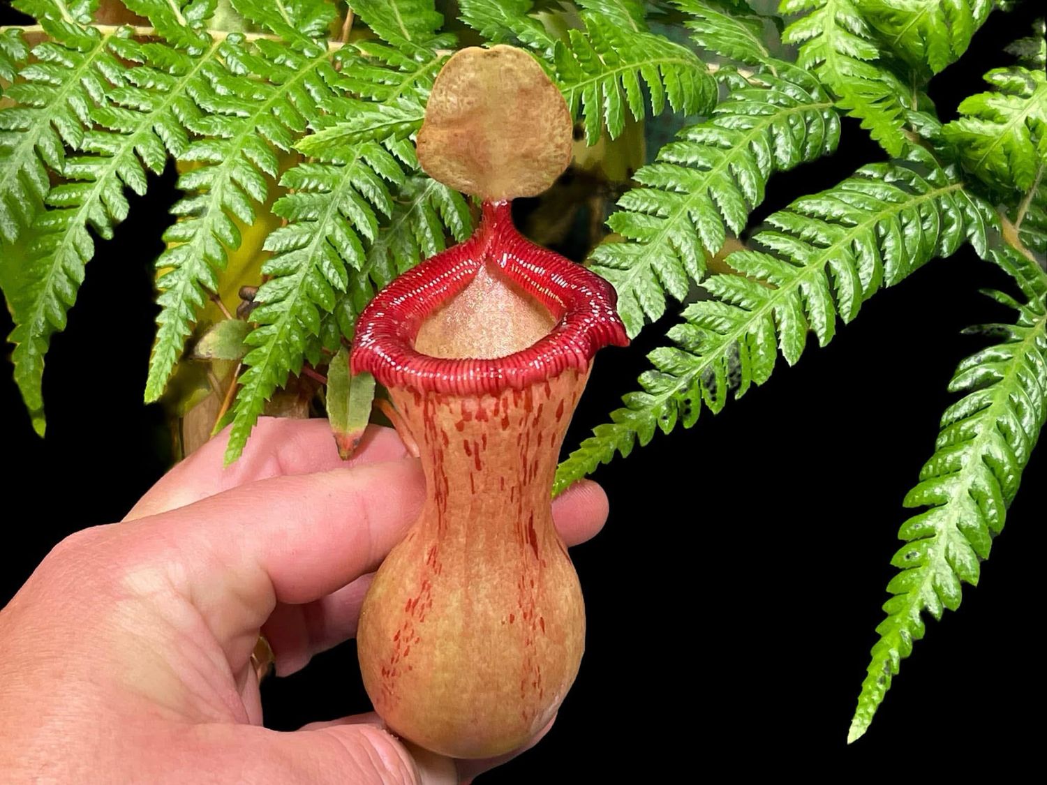 Nepenthes sibuyanensis “Patch” x Ventricosa BGH-Seed Grown (Small)