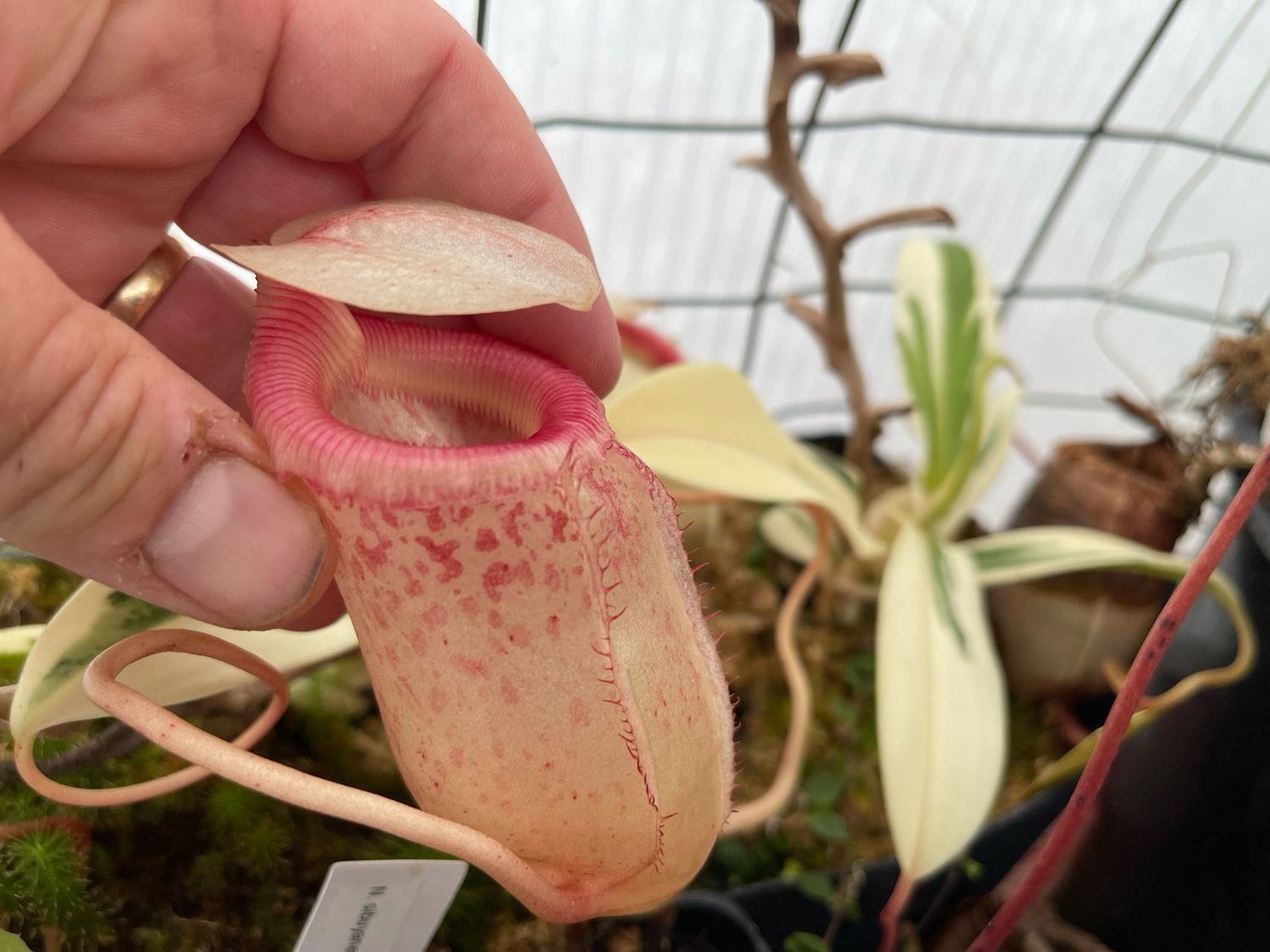 Nepenthes sibuyanensis “Patch” x Ventricosa BGH-Seed Grown (Small)
