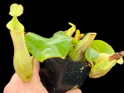 Nepenthes veitchii -Hose Mountains (Large) 