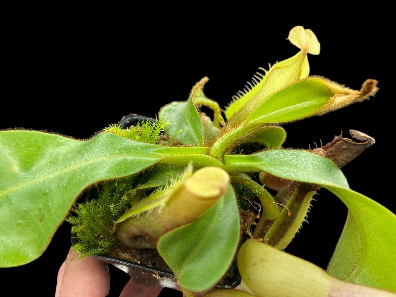 Nepenthes veitchii -Hose Mountains (Large) 