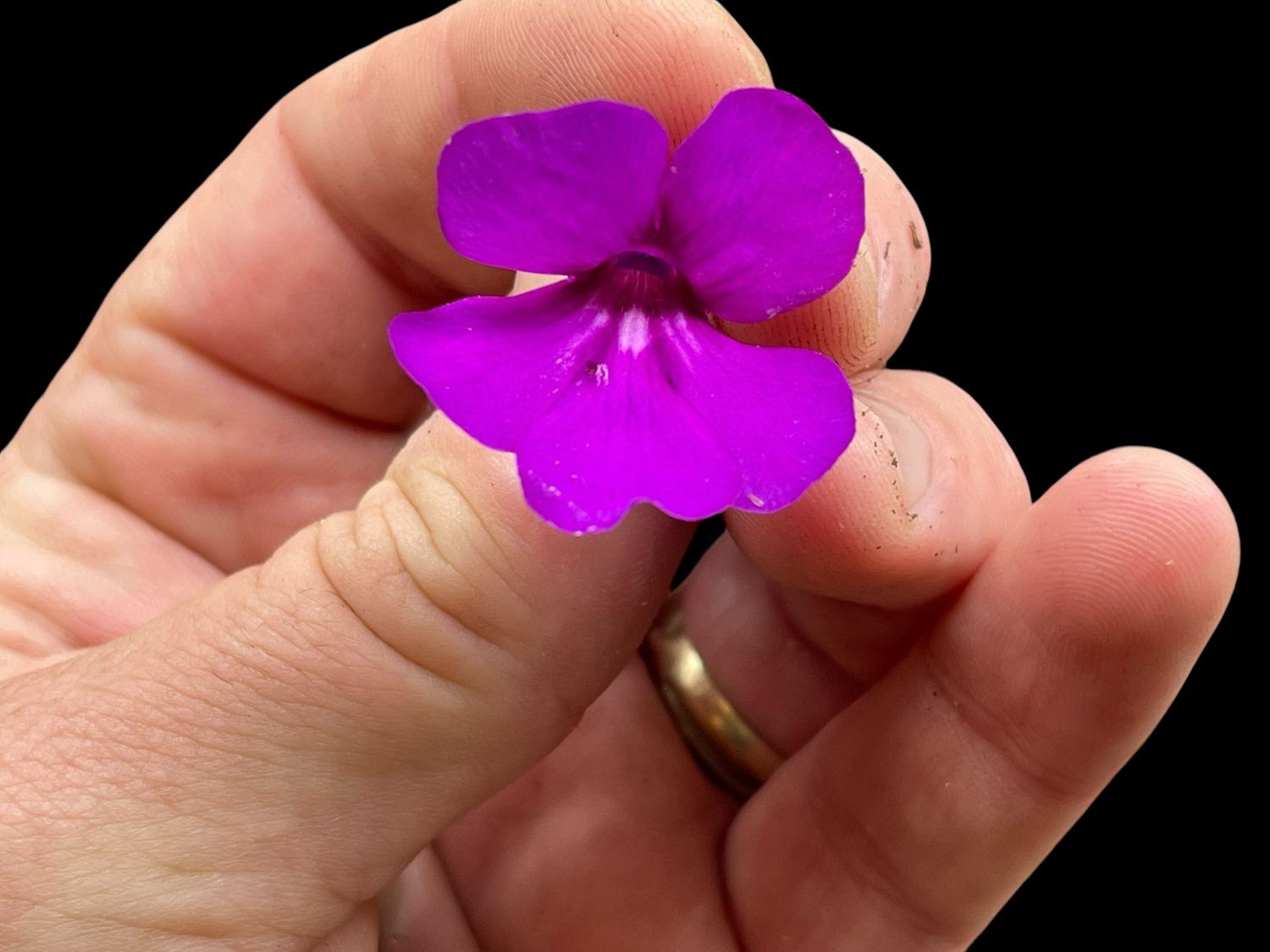 Pinguicula hemiepiphytica (small) 