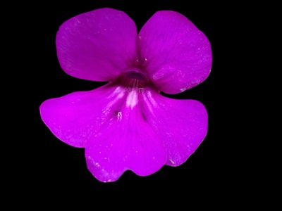 Pinguicula hemiepiphytica (small) 