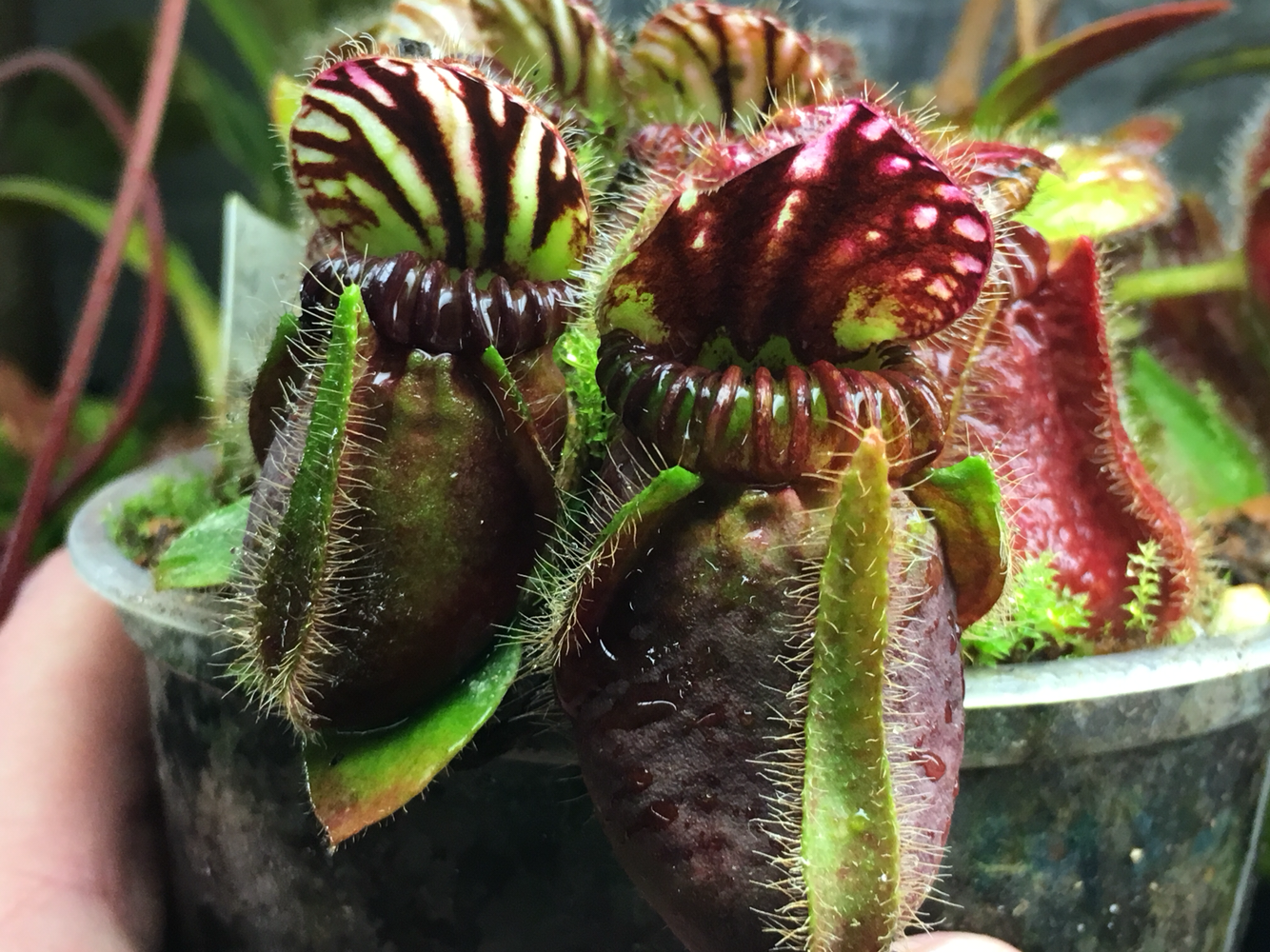 Cephalotus Carnivorous plants for sale Canada