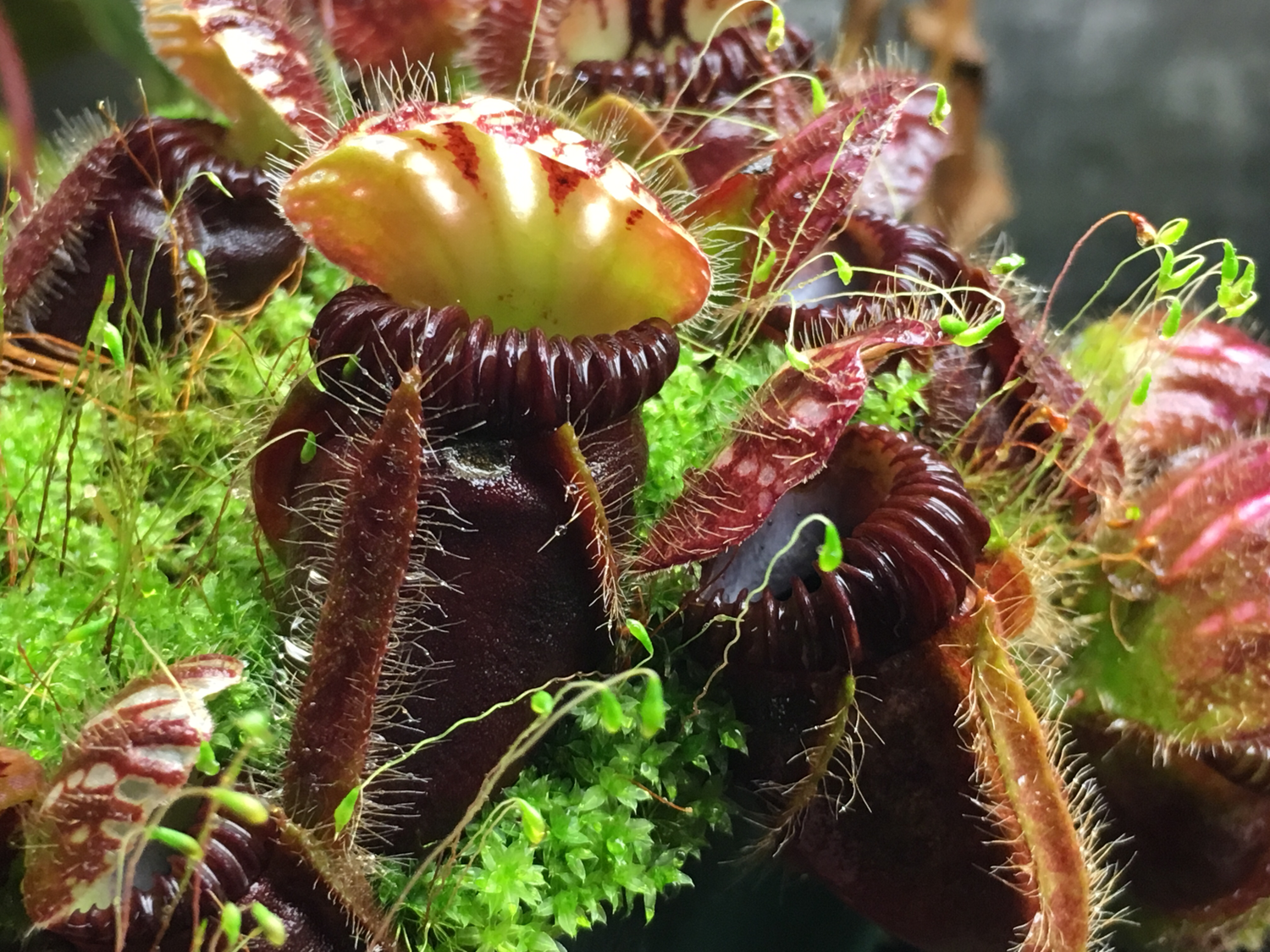 Cephalotus -Coal Mine Beach