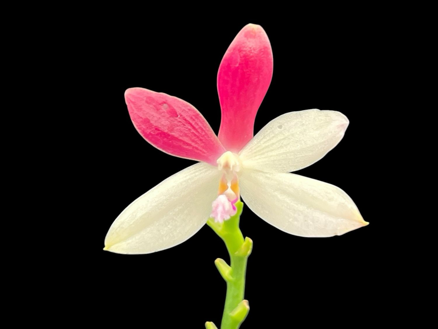 Phalaenopsis tetraspis f. christiana C1 (MC) Orchid