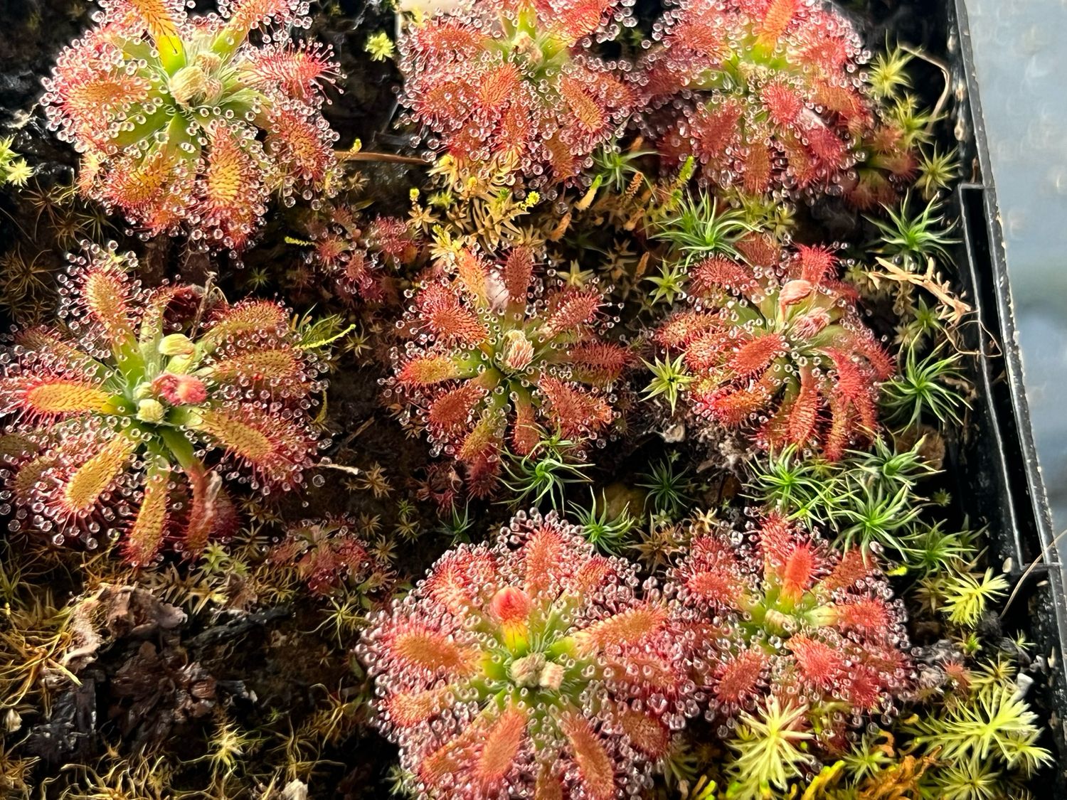 Drosera arenicola Sundew, Akopan Tepui 1+ Plants