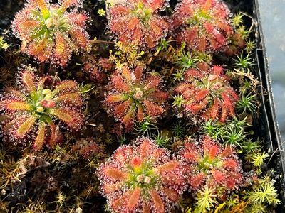 Drosera arenicola Sundew, Akopan Tepui 1+ Plants