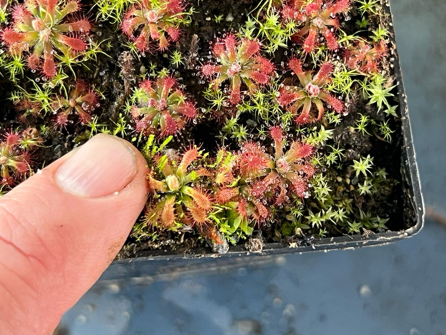 Drosera arenicola Sundew, Akopan Tepui 1+ Plants