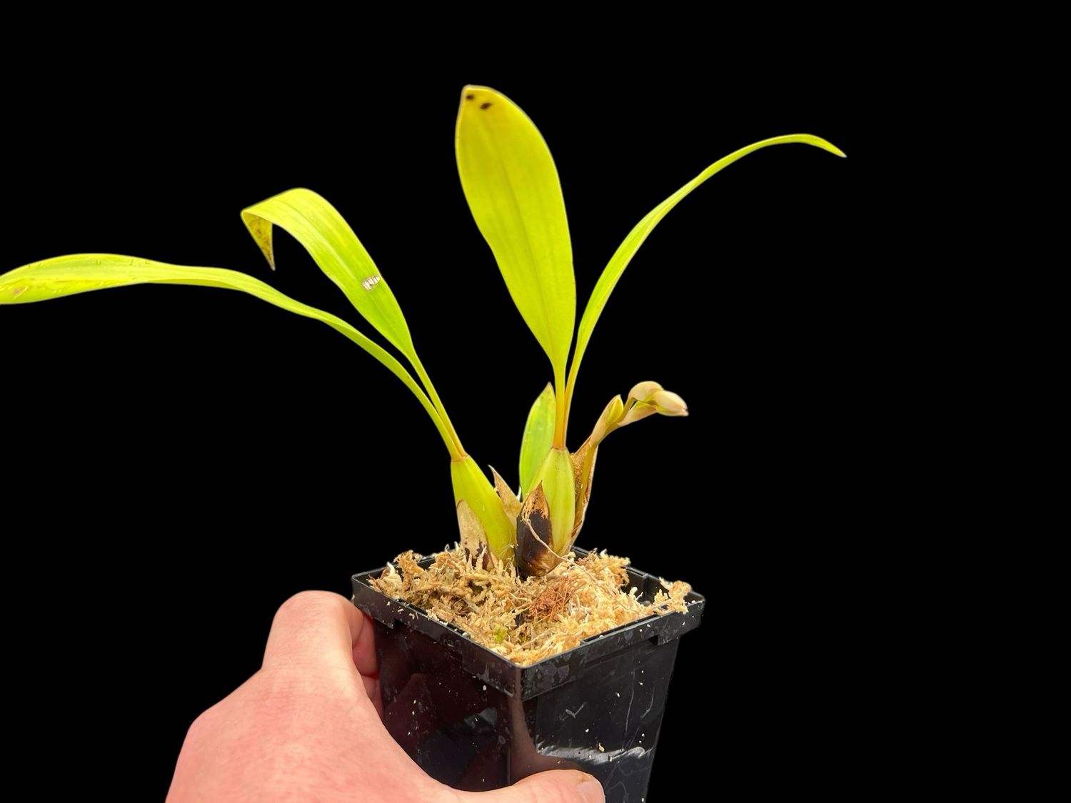 Coelogyne flaccida Orchid