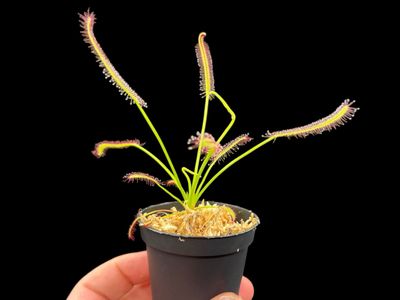 24 Wholesale Assorted Capensis Sundew (Drosera capensis) Kit