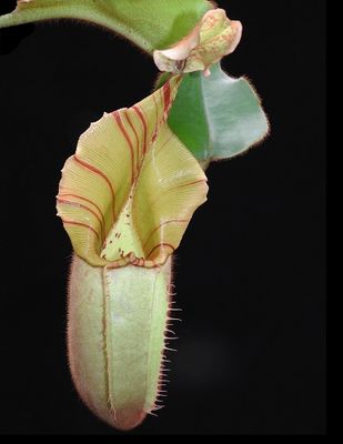 Nepenthes veitchii  BE-3734 (Grex 1)  