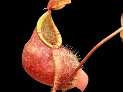 Nepenthes (viking x ampullaria) X [(viking x ampullaria) x rafflesiana] “squat red form”