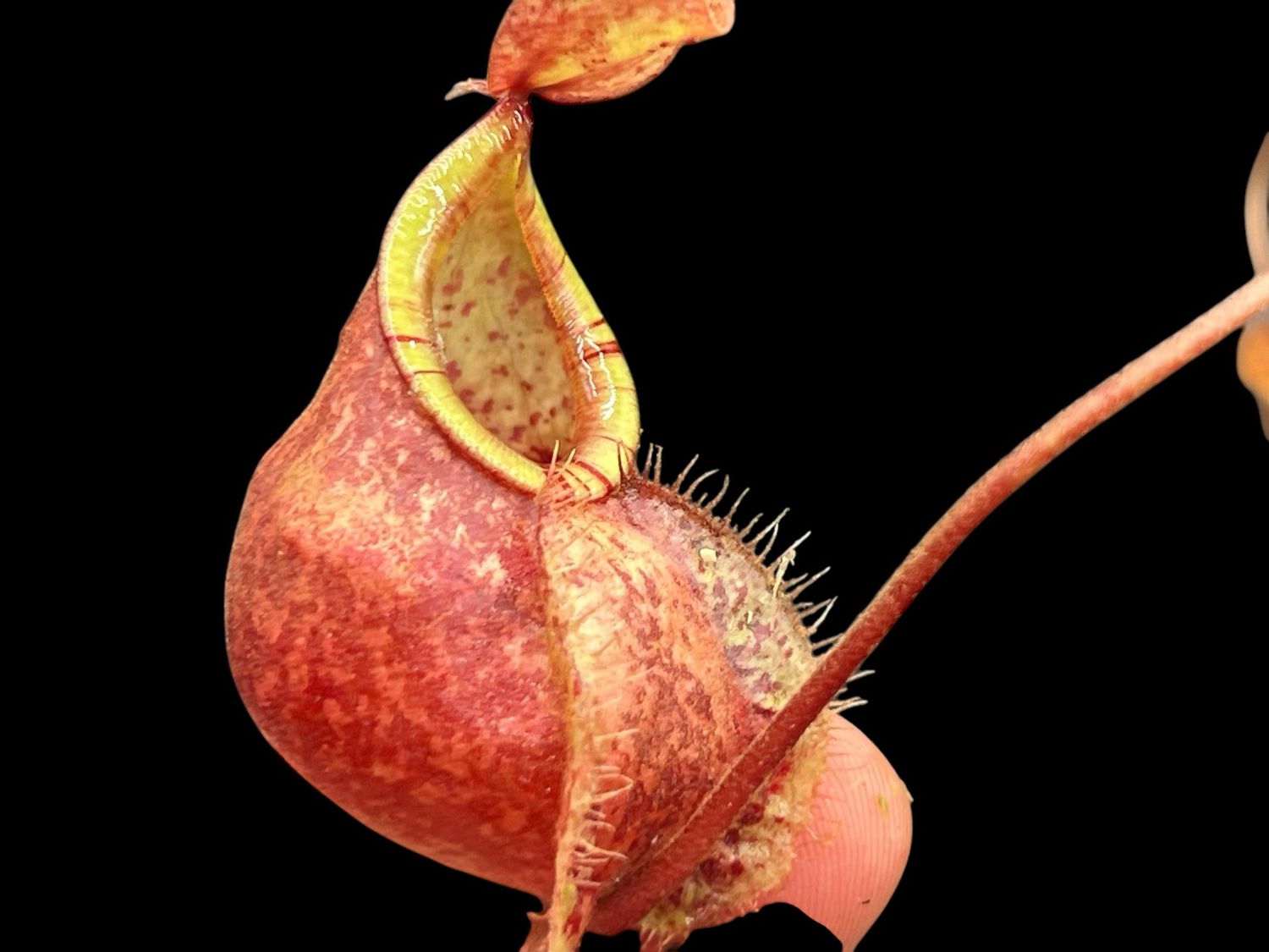Nepenthes (viking x ampullaria) X [(viking x ampullaria) x rafflesiana] “squat red form”