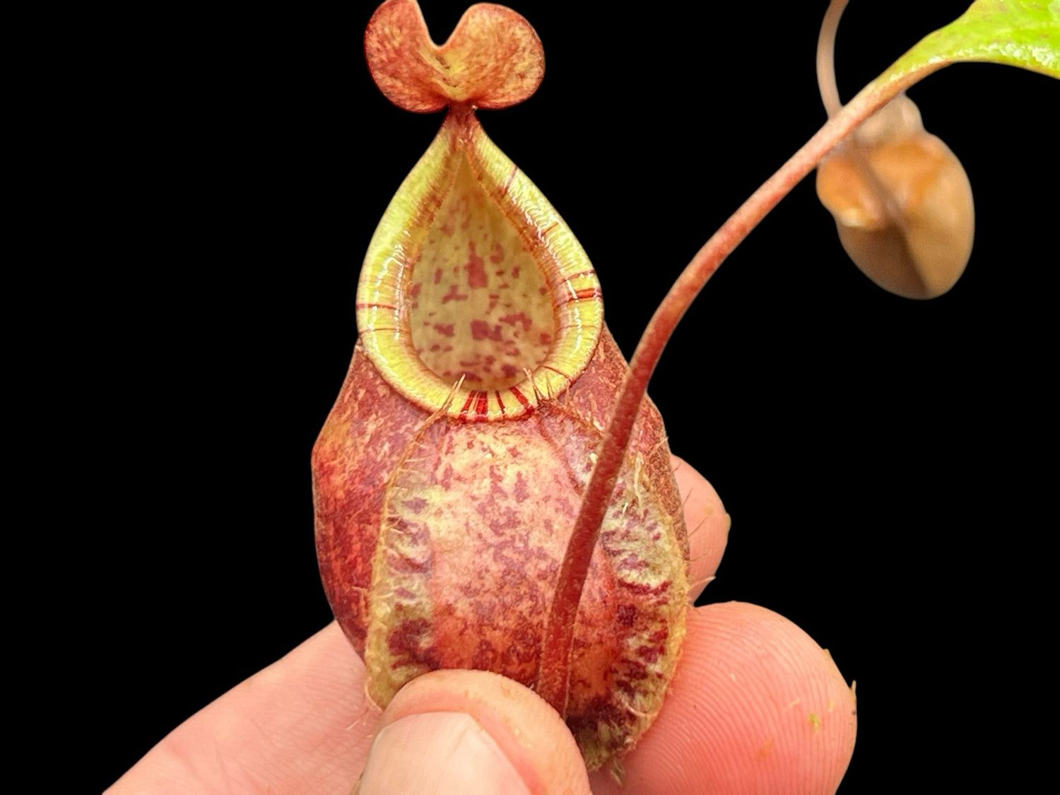 Nepenthes (viking x ampullaria) X [(viking x ampullaria) x rafflesiana] “squat red form”