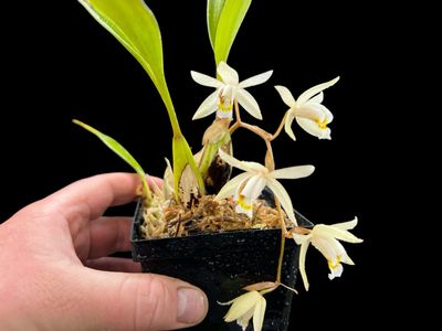 Coelogyne flaccida Orchid