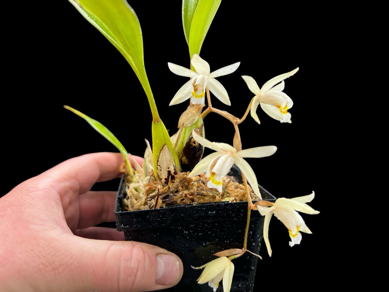 Coelogyne flaccida Orchid