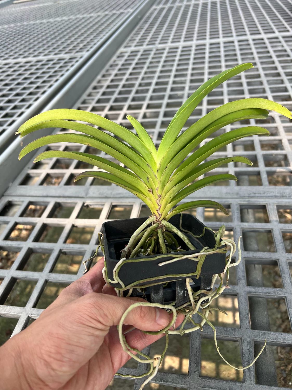 Vandachostylis Charm x Vandachostylis Lou Sneary Orchid