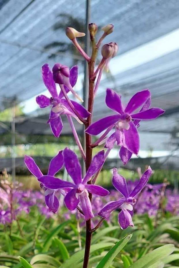 Vandachostylis Charm x Vandachostylis Lou Sneary Orchid