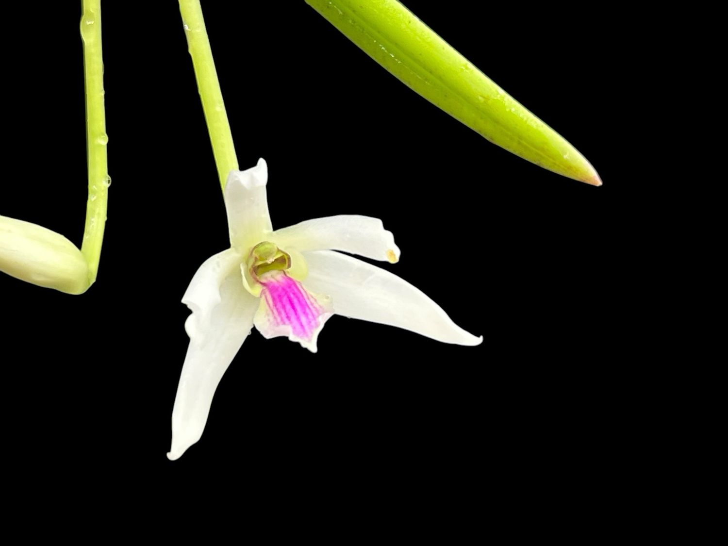 Leptotes bicolor Orchid - Divisions 