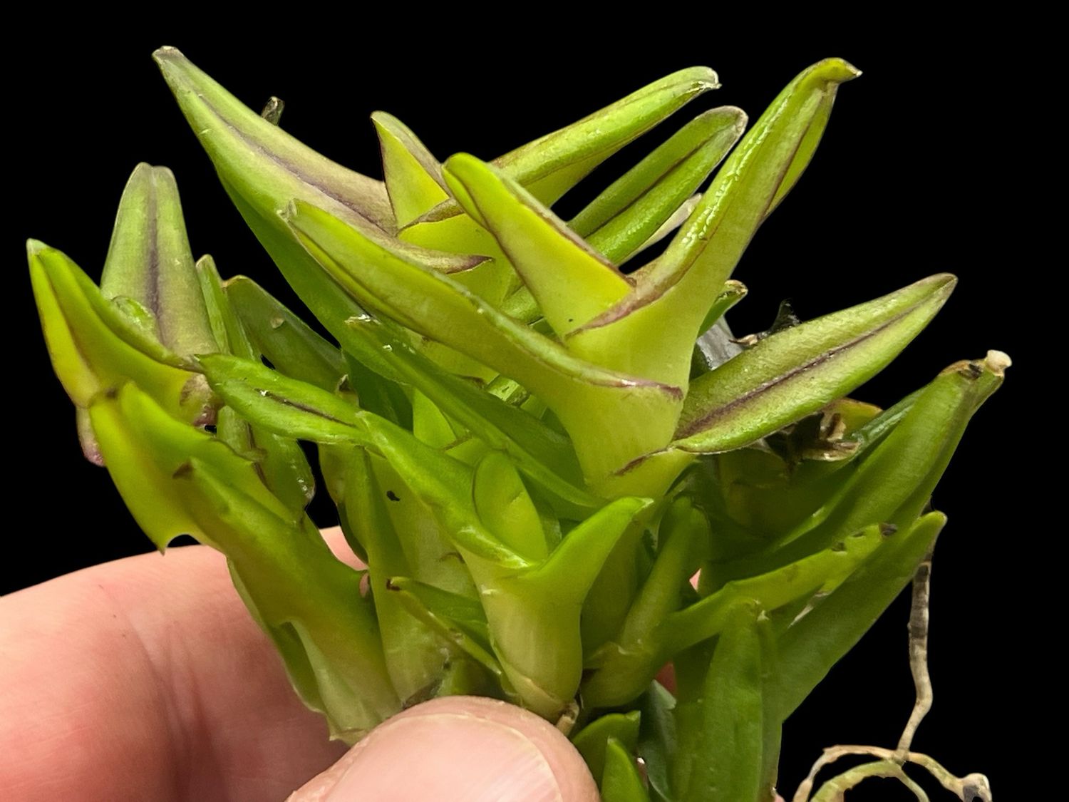 Epidendrum schlechterianum Orchid