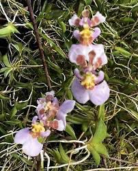 Tolumnia hawkesiana Miniature Orchid (3+ Plants) 