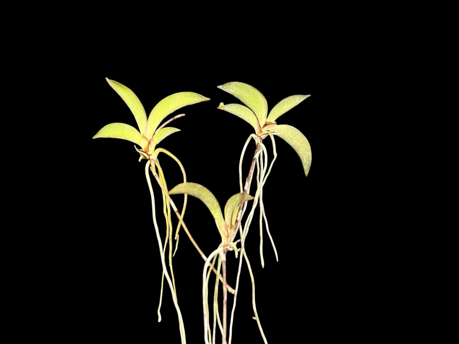 Tolumnia hawkesiana Miniature Orchid (3+ Plants) 