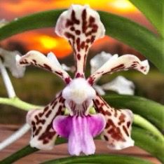 Vanda tricolor v. suavis Orchid