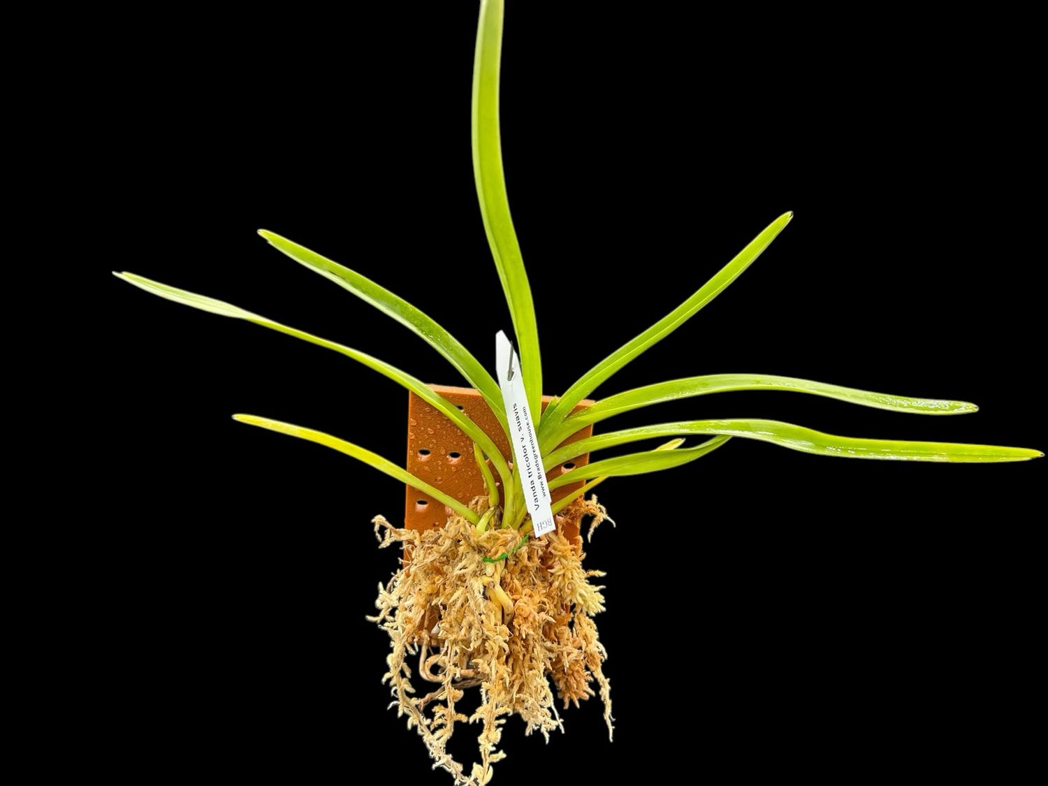 Vanda tricolor v. suavis Orchid