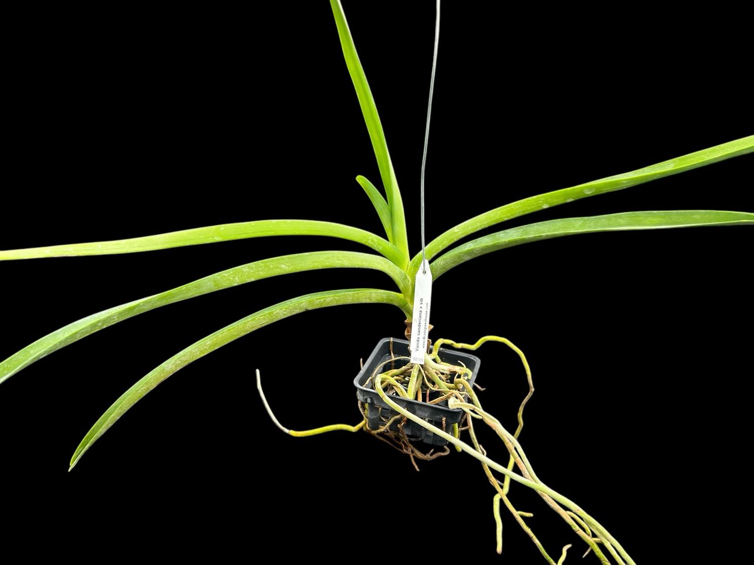 Vanda sanderiana Orchid - Great Size!