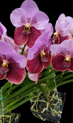 Vanda sanderiana Orchid - Great Size!