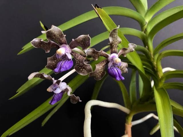Vanda tessellata Orchid
