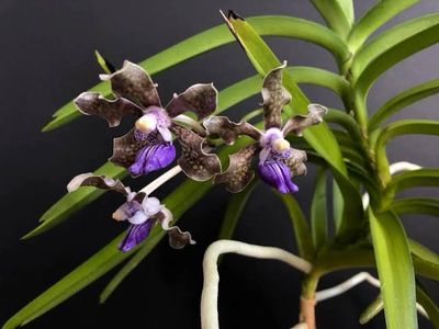 Vanda tessellata Orchid