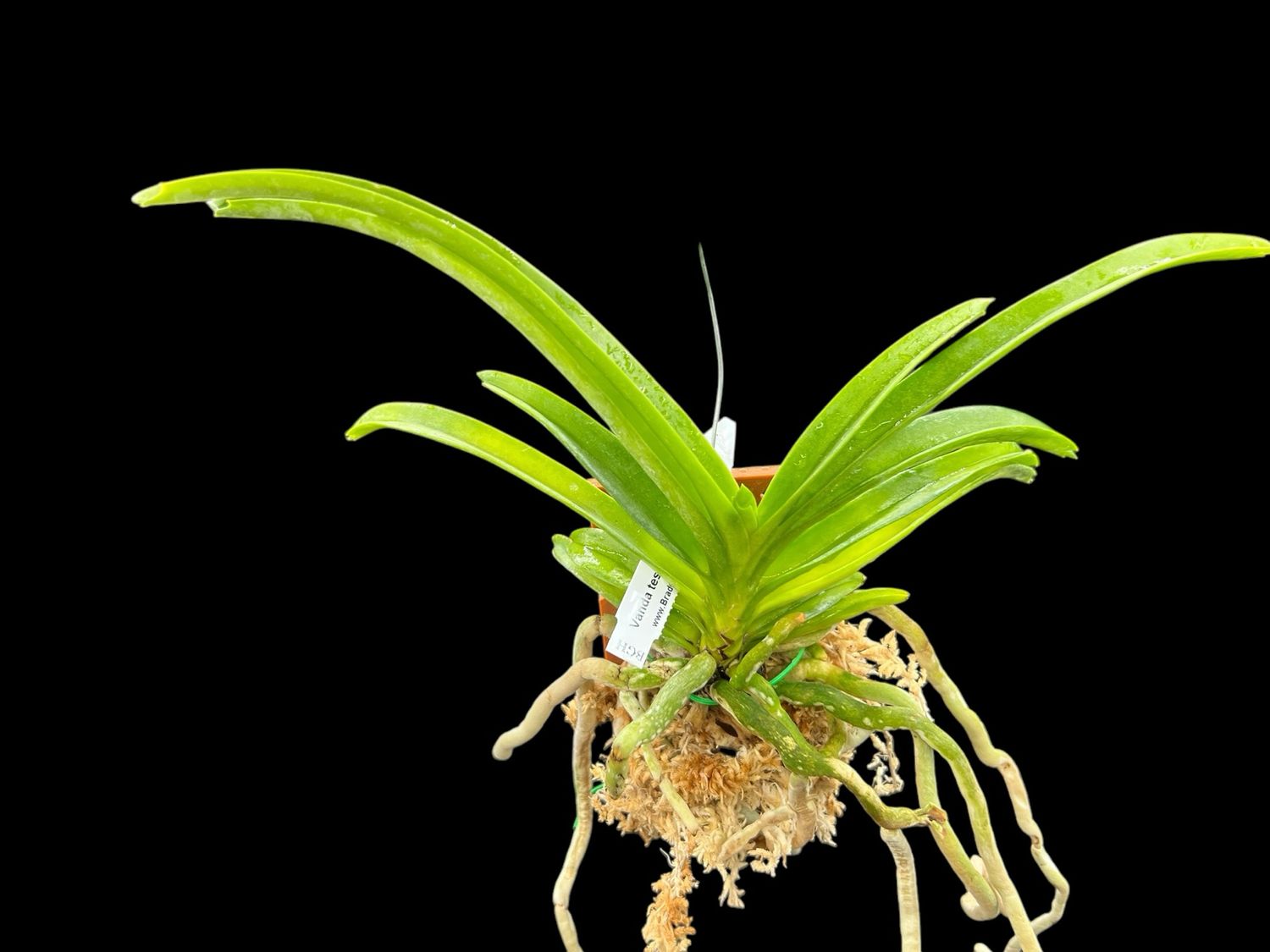 Vanda tessellata Orchid