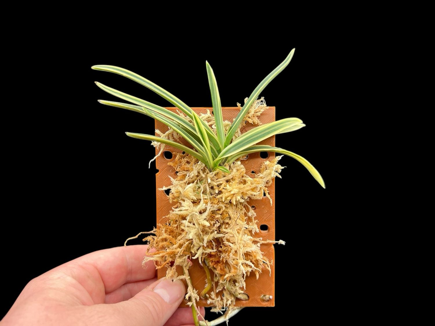 Neofinetia (Vanda) falcata 'Suruga Fukurin' 駿河覆輪 Orchid 