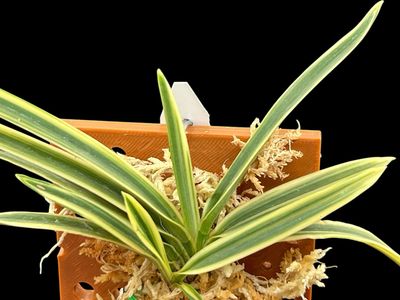 Neofinetia (Vanda) falcata &#39;Suruga Fukurin&#39; 駿河覆輪 Orchid 