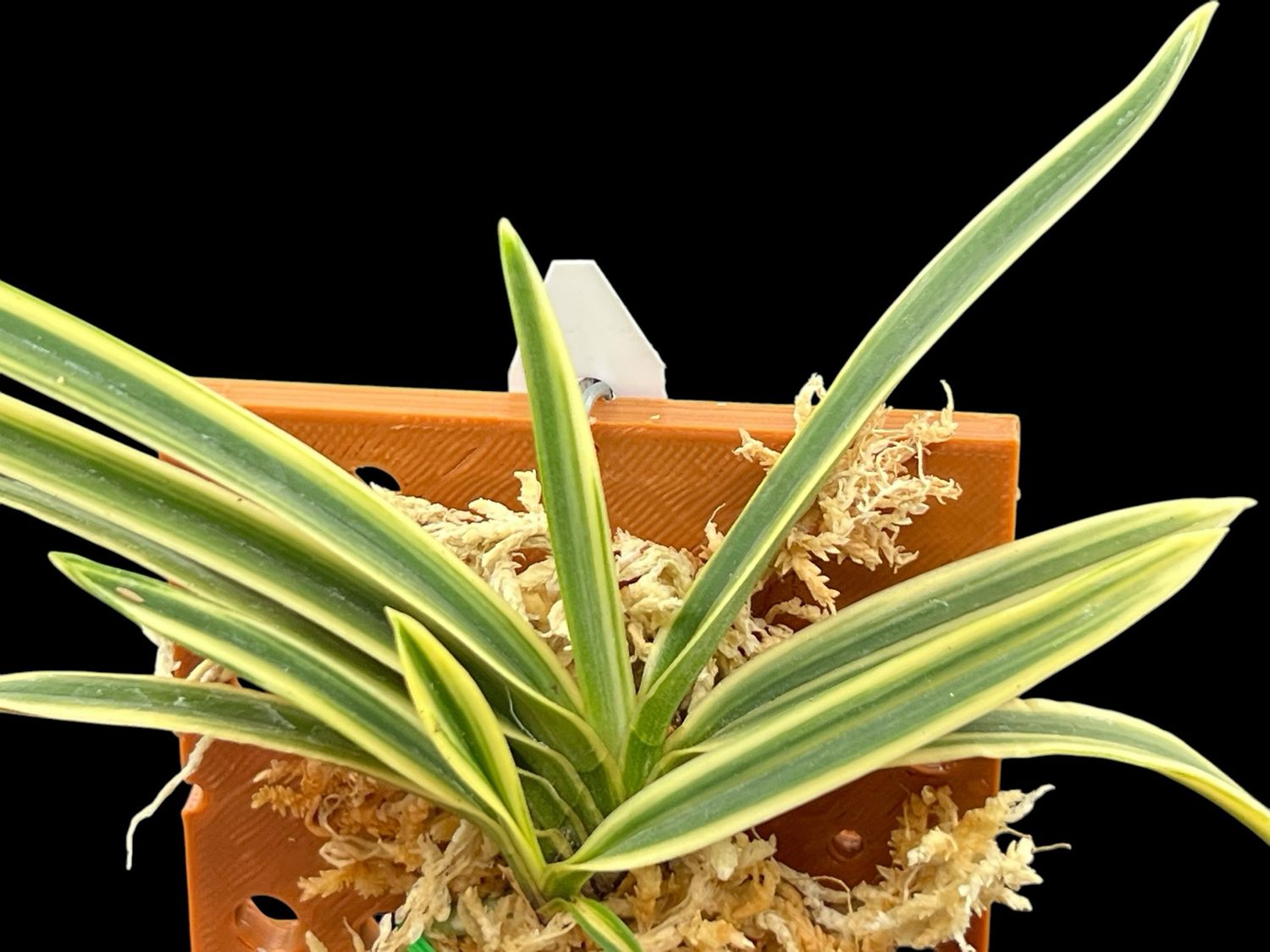 Neofinetia (Vanda) falcata &#39;Suruga Fukurin&#39; 駿河覆輪 Orchid 