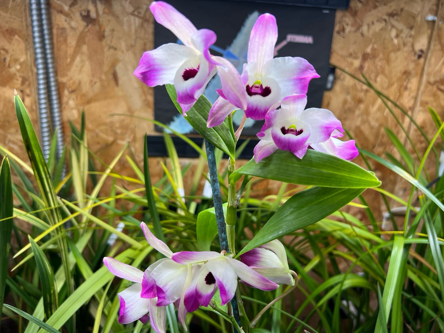 Dendrobium nobile Orchid
