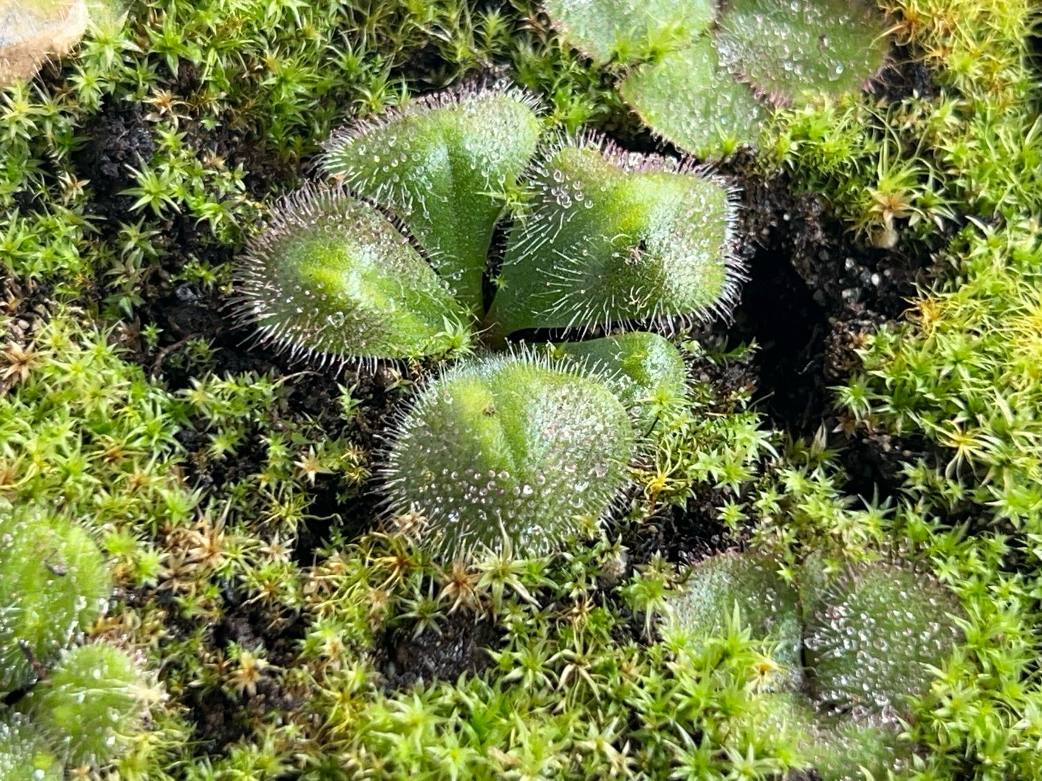 Drosera squamosa - Sand form, Yarloop, W. Au.