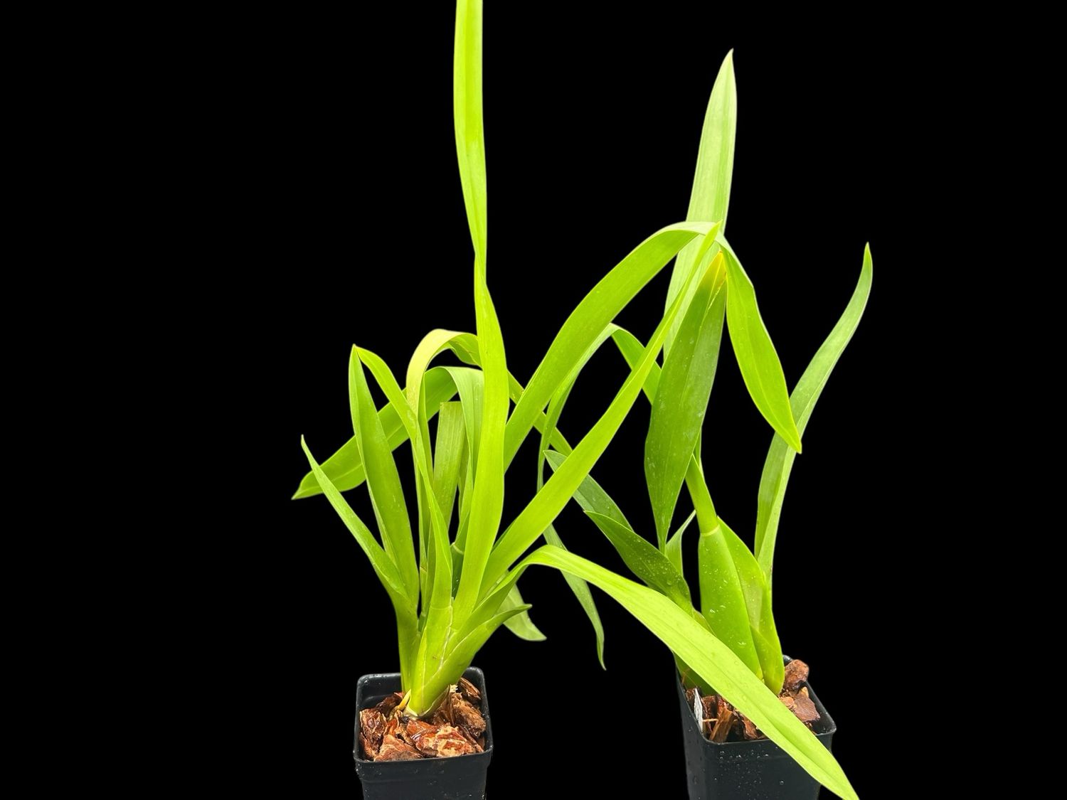 Oncidium brassia ‘Rex’ Spider Orchid