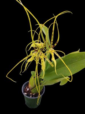 Oncidium brassia ‘Rex’ Spider Orchid