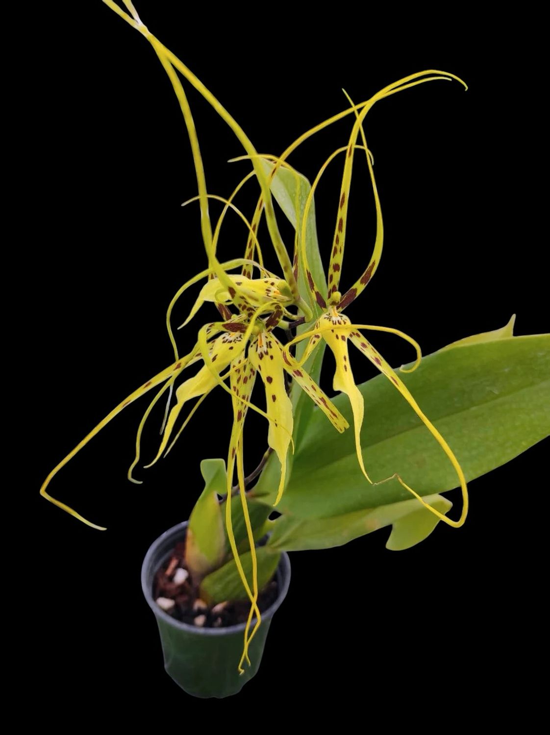 Oncidium brassia ‘Rex’ Spider Orchid