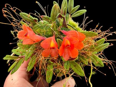 Dendrobium cuthbertsonii Orchid (Red)
