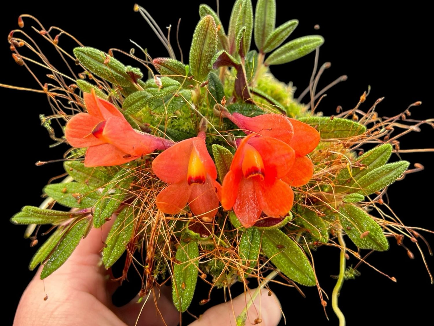 Dendrobium cuthbertsonii Orchid (Red)