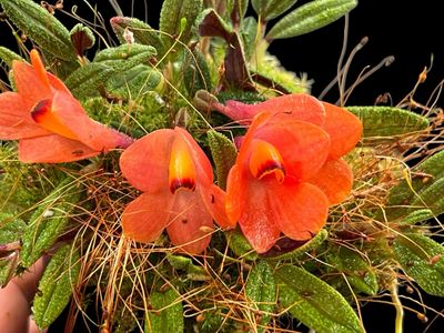 Dendrobium cuthbertsonii Orchid (Red)