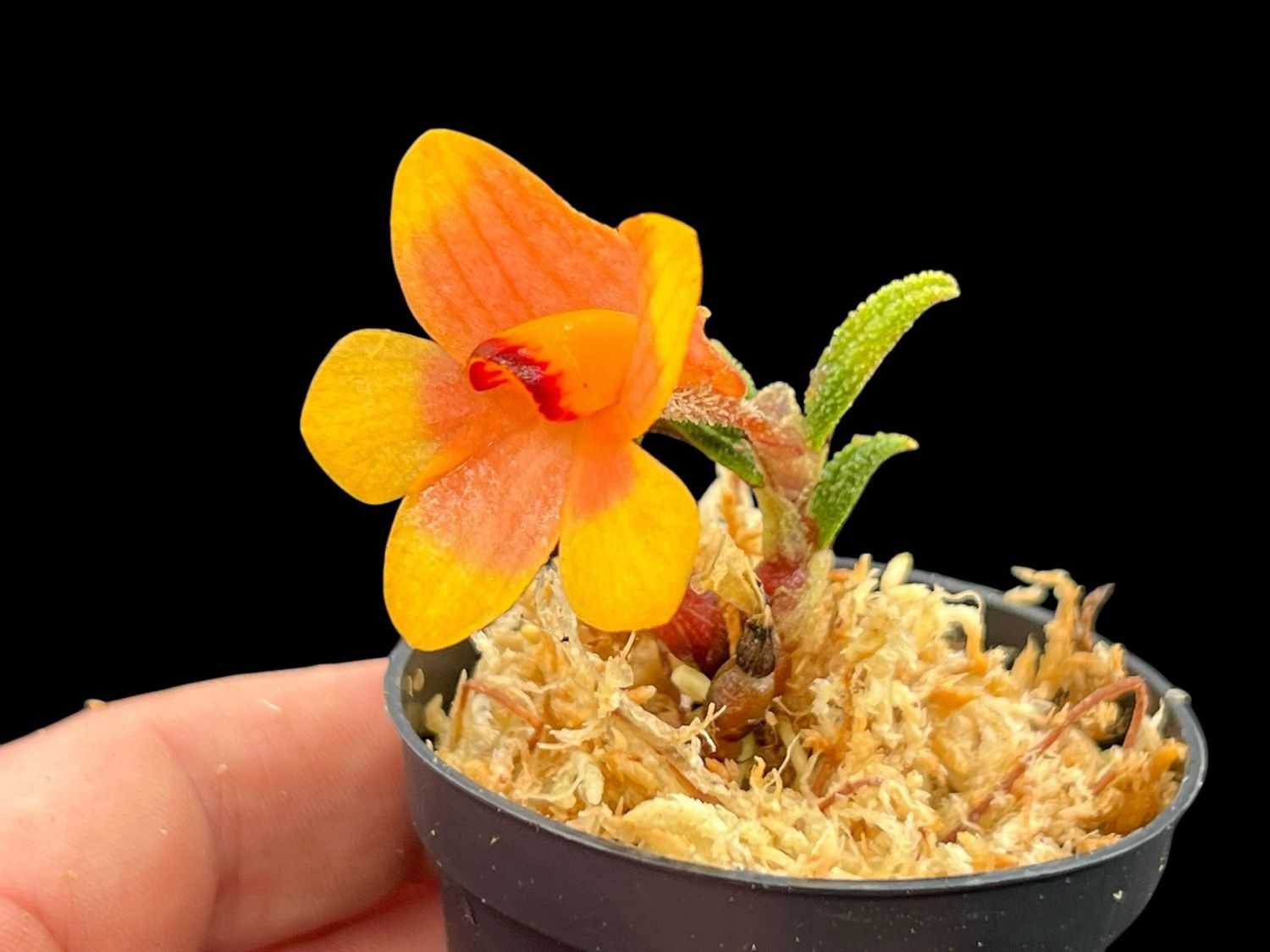 Dendrobium cuthbertsonii var Pepe Orchid